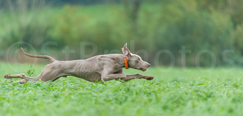 Semper adamas fashion weimaraner