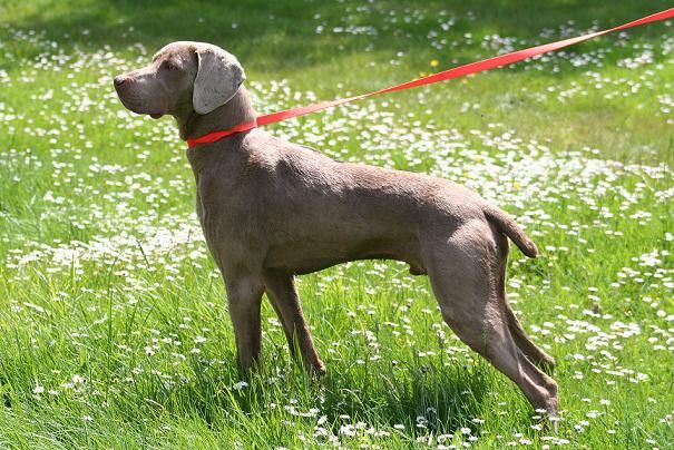 Semper adamas hot sale weimaraner