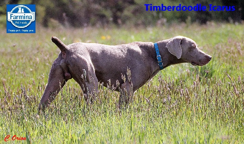 CH. TR. timberdoodle Icarus
